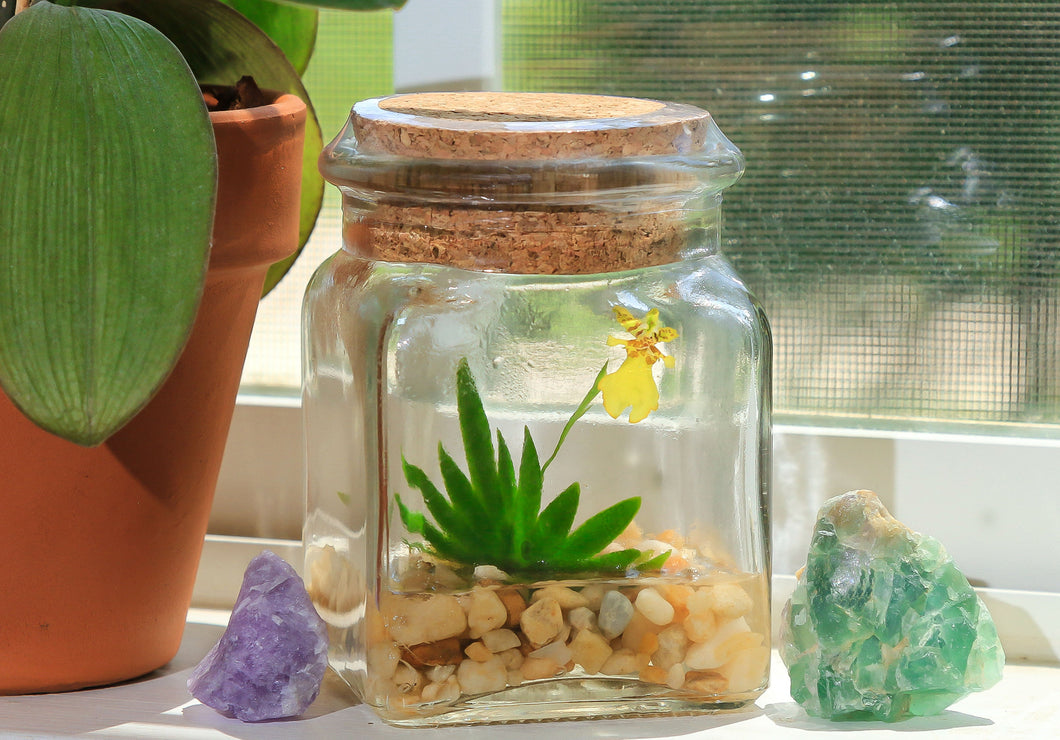 Orchid Terrarium-Miniature orchid/Glass Terrarium/Indoor Garden/Office desk/Live plants/Gift for Her/Wedding Favor/Bridesmaid/Anniversary