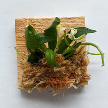 Load image into Gallery viewer, Gastrochilus Japonicus (The Yellow Pine Orchid), Bloom-ready Size, Wood Mount (30 DAYS Healthy Plant Guarantee)
