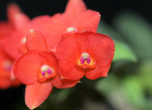 Load image into Gallery viewer, Cattleya Coccinea, Sophronitis Coccinea, Wood Mount (30 DAYS Healthy Plant Guarantee) - Orchid Gene
