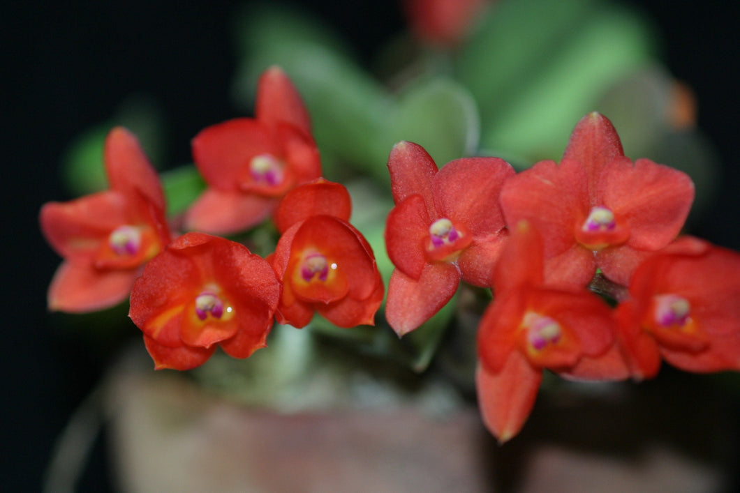 Cattleya Coccinea, Sophronitis Coccinea, Wood Mount (30 DAYS Healthy Plant Guarantee) - Orchid Gene