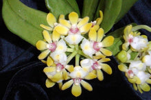 Load image into Gallery viewer, Gastrochilus Japonicus (The Yellow Pine Orchid), Bloom-ready Size, Wood Mount (30 DAYS Healthy Plant Guarantee)
