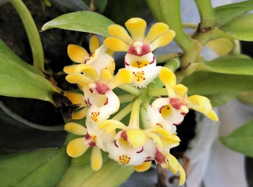 Gastrochilus Japonicus (The Yellow Pine Orchid), Bloom-ready Size, Wood Mount (30 DAYS Healthy Plant Guarantee) - Orchid Gene