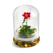 Load image into Gallery viewer, Live Rose Terrarium, Miniature Rose in Self Sustaining Glass Jar, Maintenance Free, Great Unique Gift and Home Décor, 100% Growth Guarantee
