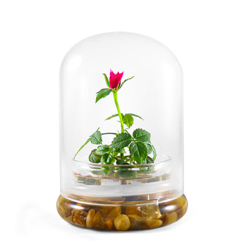 Live Rose Terrarium, Miniature Rose in Self Sustaining Glass Jar, Maintenance Free, Great Unique Gift and Home Décor, 100% Growth Guarantee - Orchid Gene