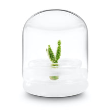 Load image into Gallery viewer, Bloomify Live Cactus Succulent Terrarium – Zero Maintenance – Opuntia microdasys – Bunny Ear Cactus with Glacier White Fuzz Areoles,
