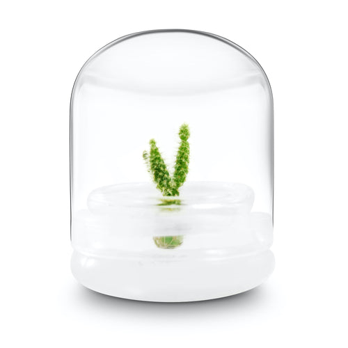 Bloomify Live Cactus Succulent Terrarium – Zero Maintenance – Opuntia microdasys – Bunny Ear Cactus with Glacier White Fuzz Areoles - Orchid Gene