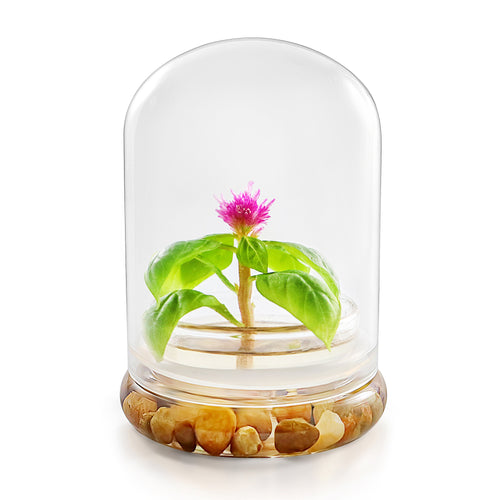 Live Celosia Flower Terrarium, Zero Care, Great for Work, Home, Unique Gift! Long Lasting - Orchid Gene