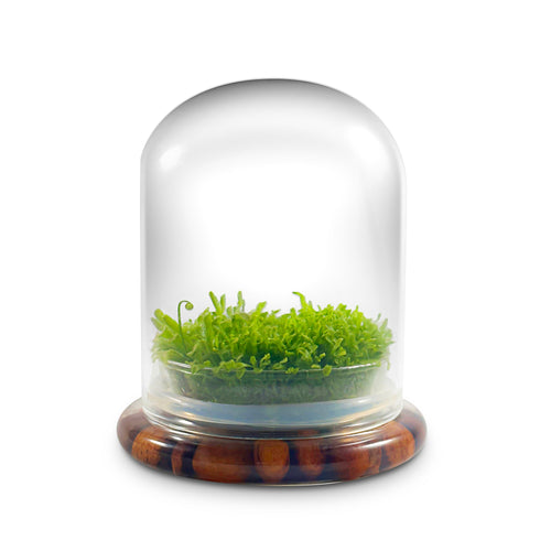 Self-Growing Moss Terrarium – Sundew Carnivorous Plants Live – No Maintenance Terrarium – Long-Lasting Plants Live - Ecosystem Terrarium - Orchid Gene