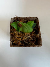 Load image into Gallery viewer, Sedirea Japonica (Nagoran), Miniature Aerides Orchid, Potted (30 DAYS Healthy Plant Guarantee)
