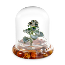 Load image into Gallery viewer, Terra Gel for Succulent Terrarium. Upgrade Your Succulent to a self-Sustaining Terrarium. Enjoy a Maintenance-Free Succulent Display.

