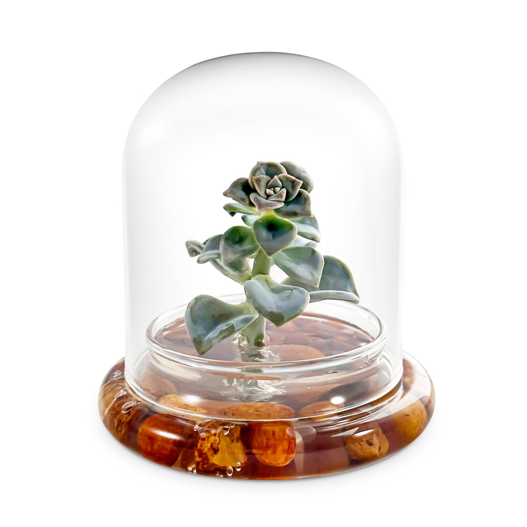 Terra Gel for Succulent Terrarium. Upgrade Your Succulent to a self-Sustaining Terrarium. Enjoy a Maintenance-Free Succulent Display.