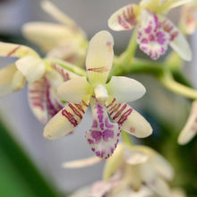 Load image into Gallery viewer, Sedirea Japonica (Nagoran), Miniature Aerides Orchid, Potted (30 DAYS Healthy Plant Guarantee)
