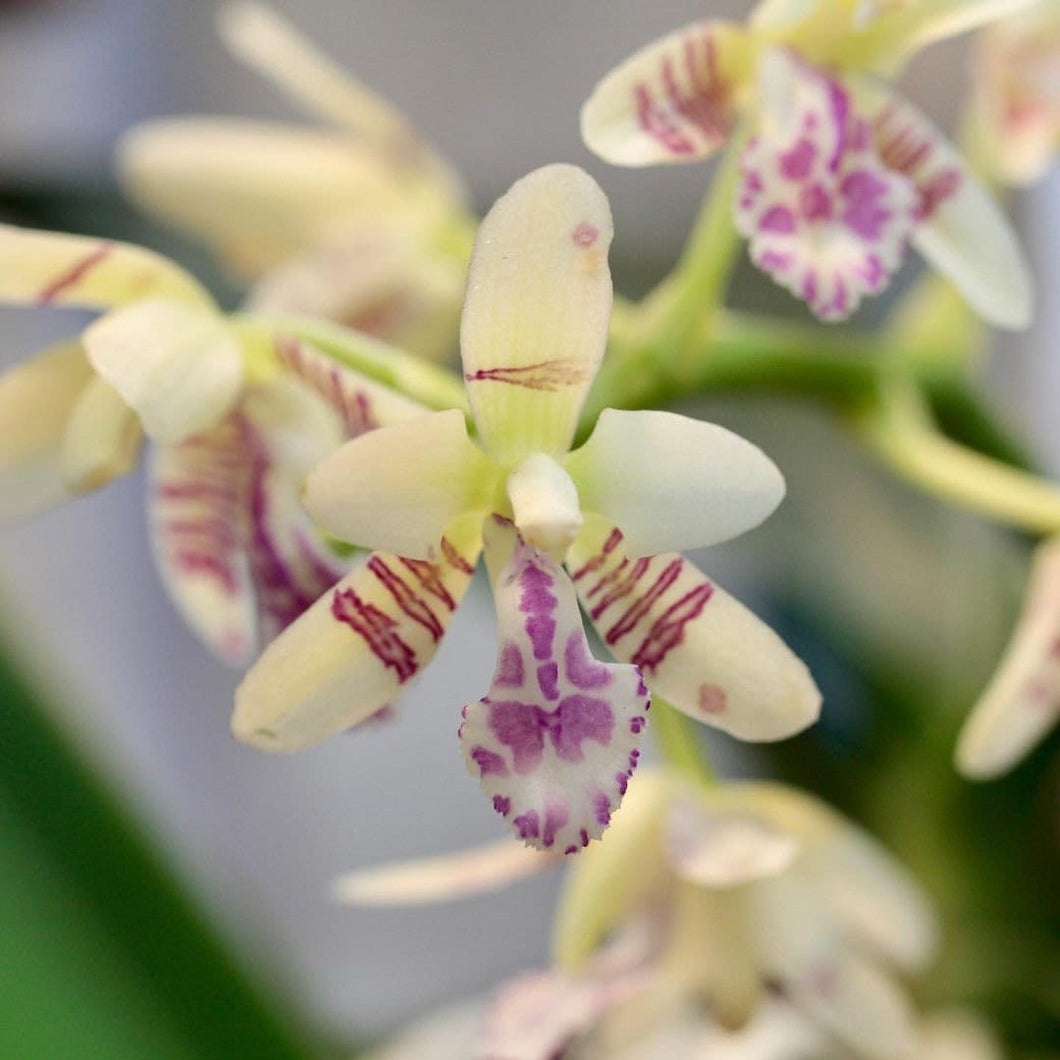 Sedirea Japonica (Nagoran), Miniature Aerides Orchid, Potted (30 DAYS Healthy Plant Guarantee)