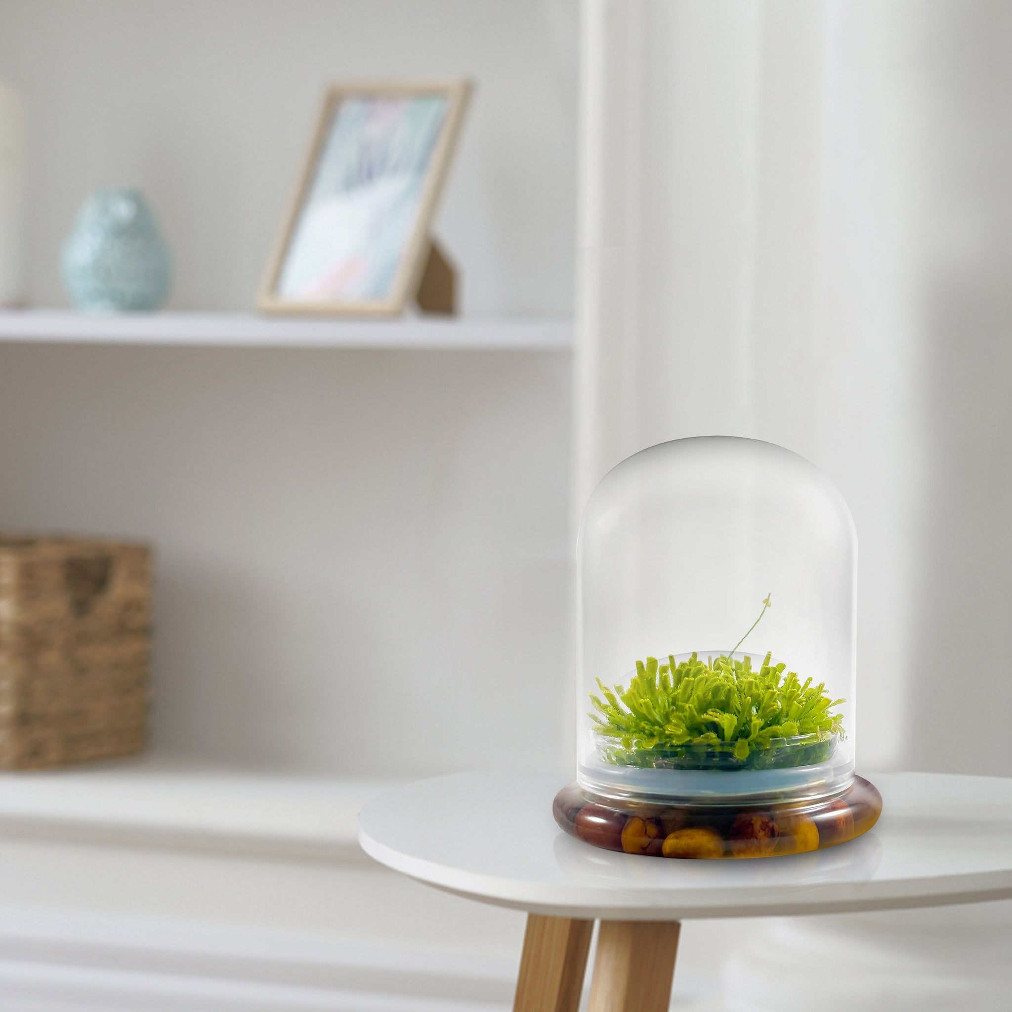 sundew plant terrarium Self-Growing Moss Terrarium – Sundew Carnivorous Plants Live