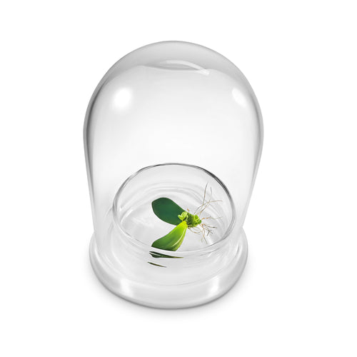 Terra Gel Plant Propagation with Glass Dome – Advanced Technology and Easy to Use Gardening Plant Propagation Station for Succulents - Orchid Gene