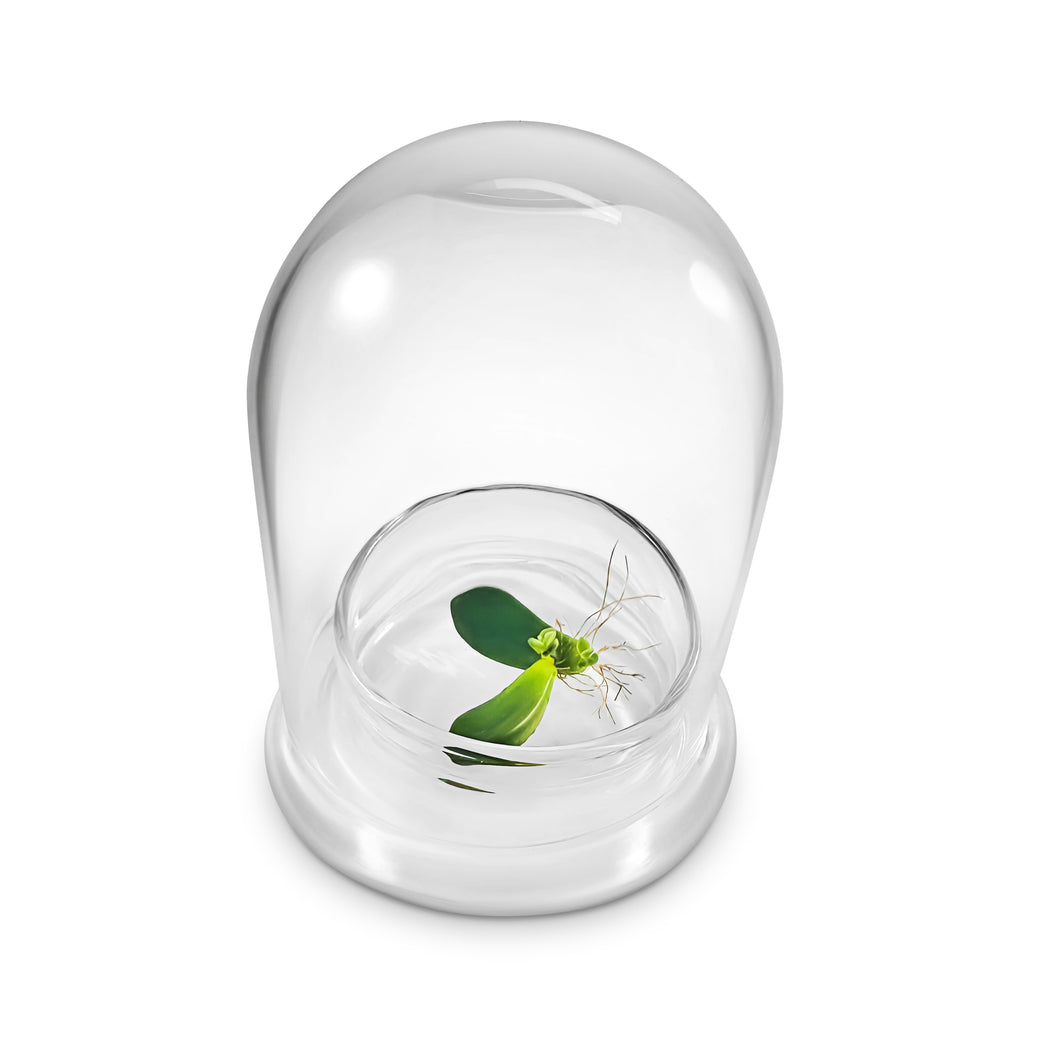 Terra Gel Plant Propagation with Glass Dome – Advanced Technology and Easy to Use Gardening Plant Propagation Station for Succulents