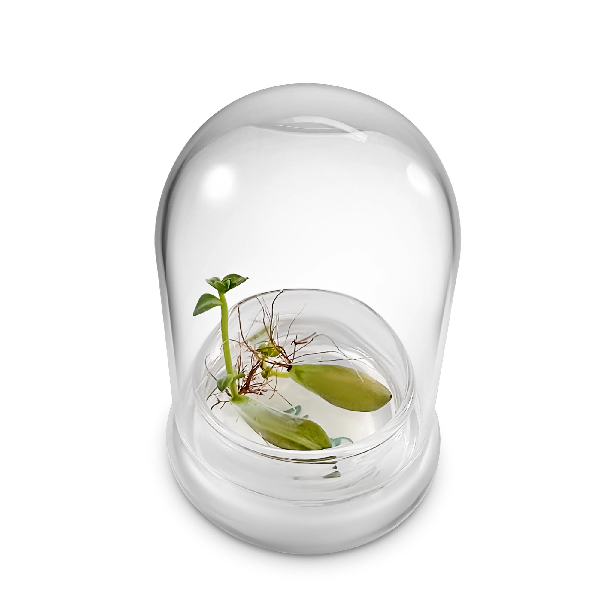 glass dome succulents Terra Gel Plant Propagation with Glass Dome – Advanced Technology and Easy  to Use Gardening Plant Propagation Station for Succulents