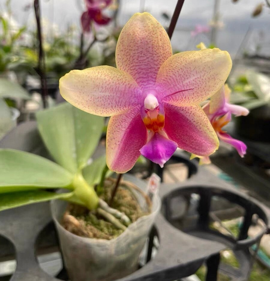 Flowering-size, Phalaenopsis Sweet Memory-Liodoro with flower spike, easy very fragrant orchid (30 DAYS Healthy Plant Guarantee)