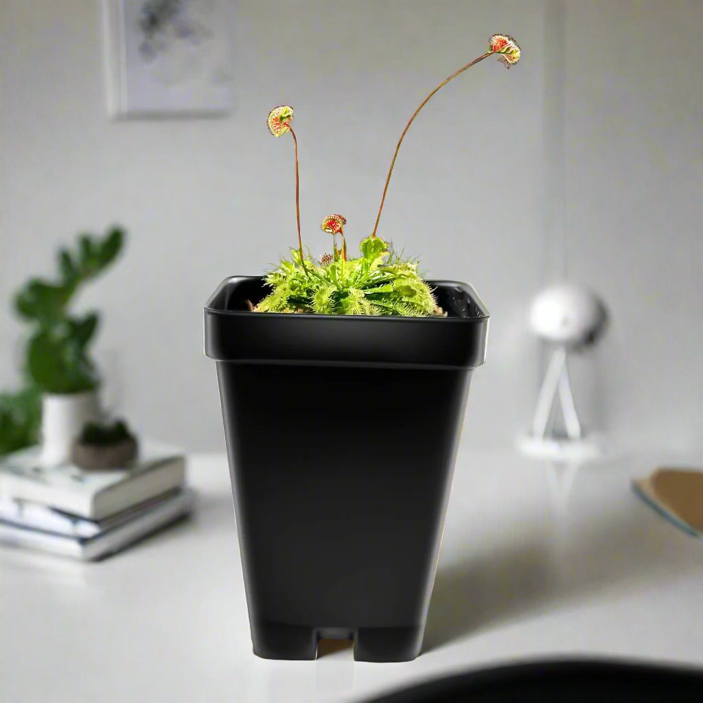indoor sundew plant Large Size Spoon-leaved Sundew Plant. 2” Diameter, Drosera Spatulata